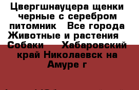 Цвергшнауцера щенки черные с серебром питомник - Все города Животные и растения » Собаки   . Хабаровский край,Николаевск-на-Амуре г.